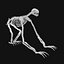 Sloth Skeleton