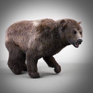 Grizzly Bear