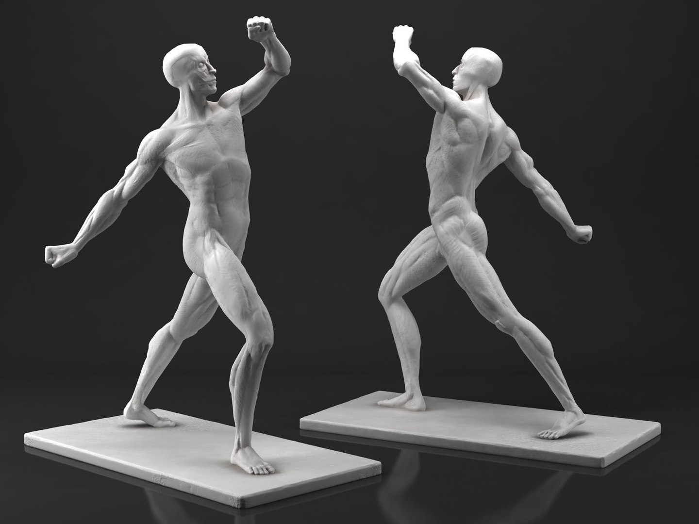 3D Male Anatomy Sculpture - TurboSquid 1224649