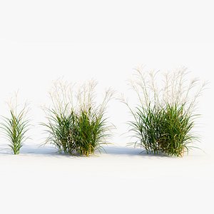 Miscanthus sinensis c 3D model