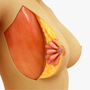 Breast layers anatomy with female characters