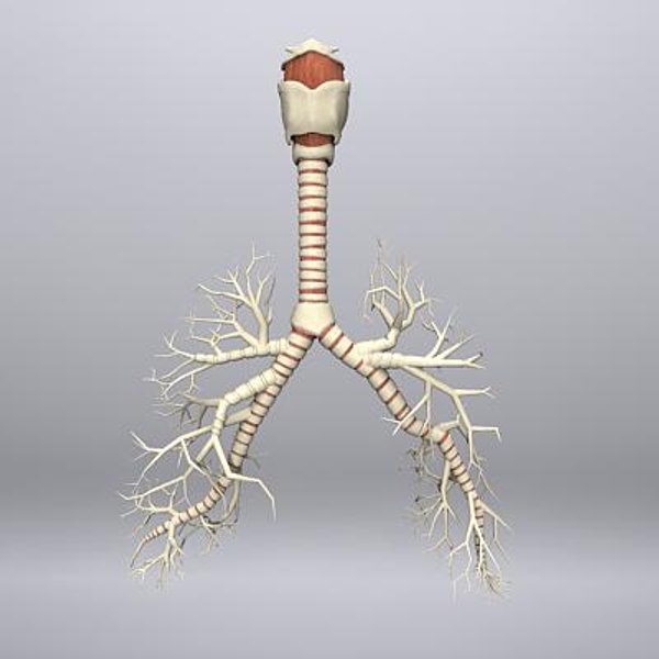 3ds Max Larynx Trachea Bronchi