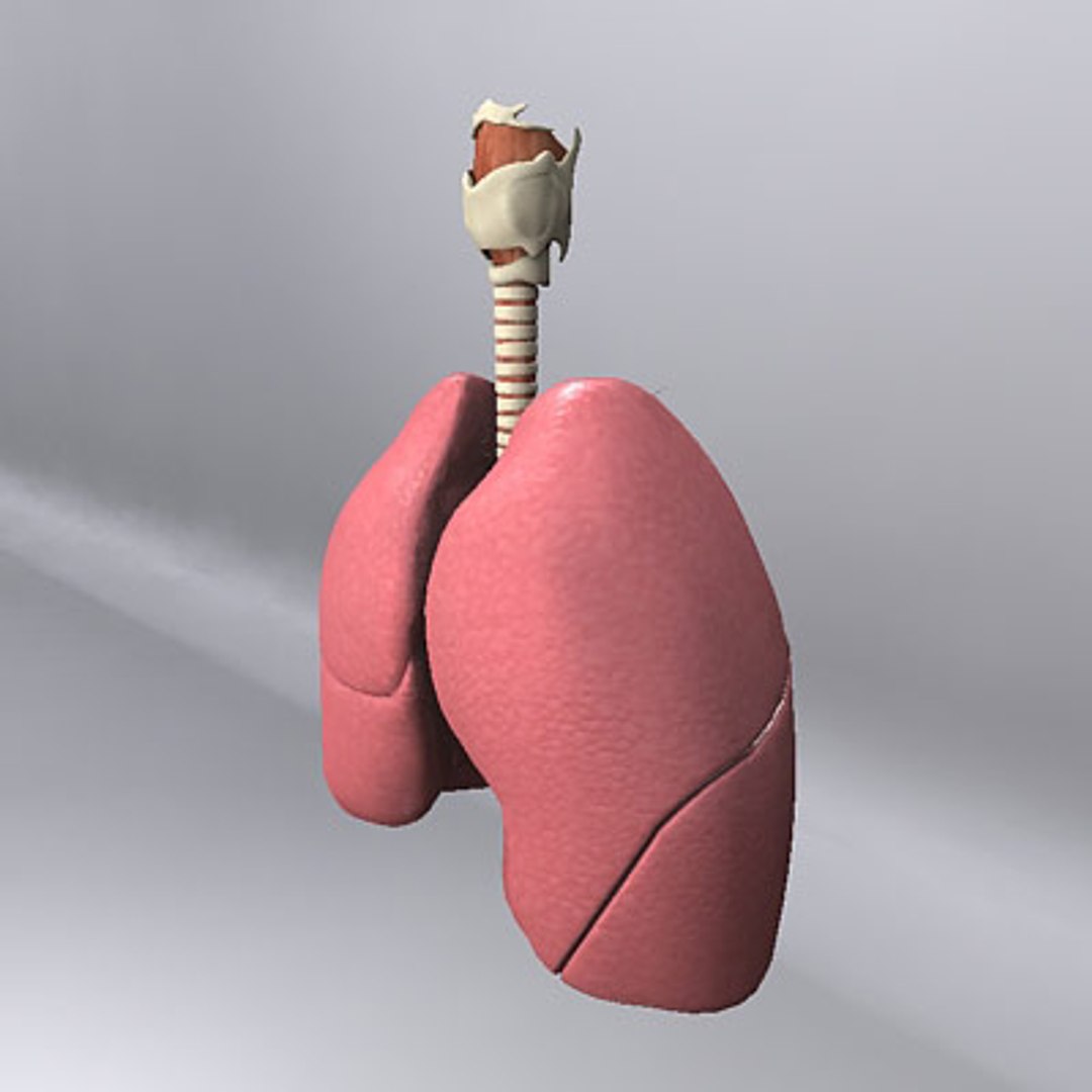 3ds Max Larynx Trachea Bronchi