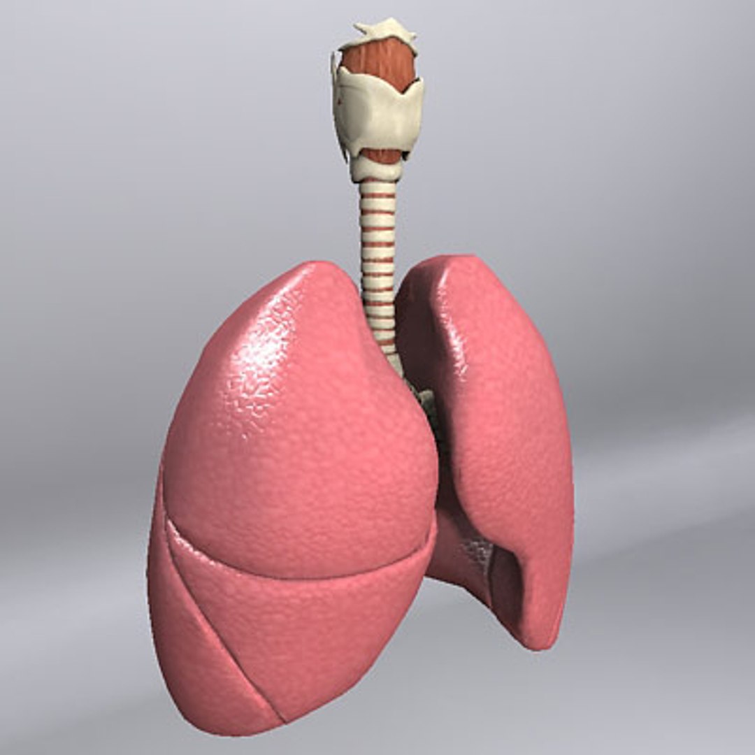 3ds Max Larynx Trachea Bronchi