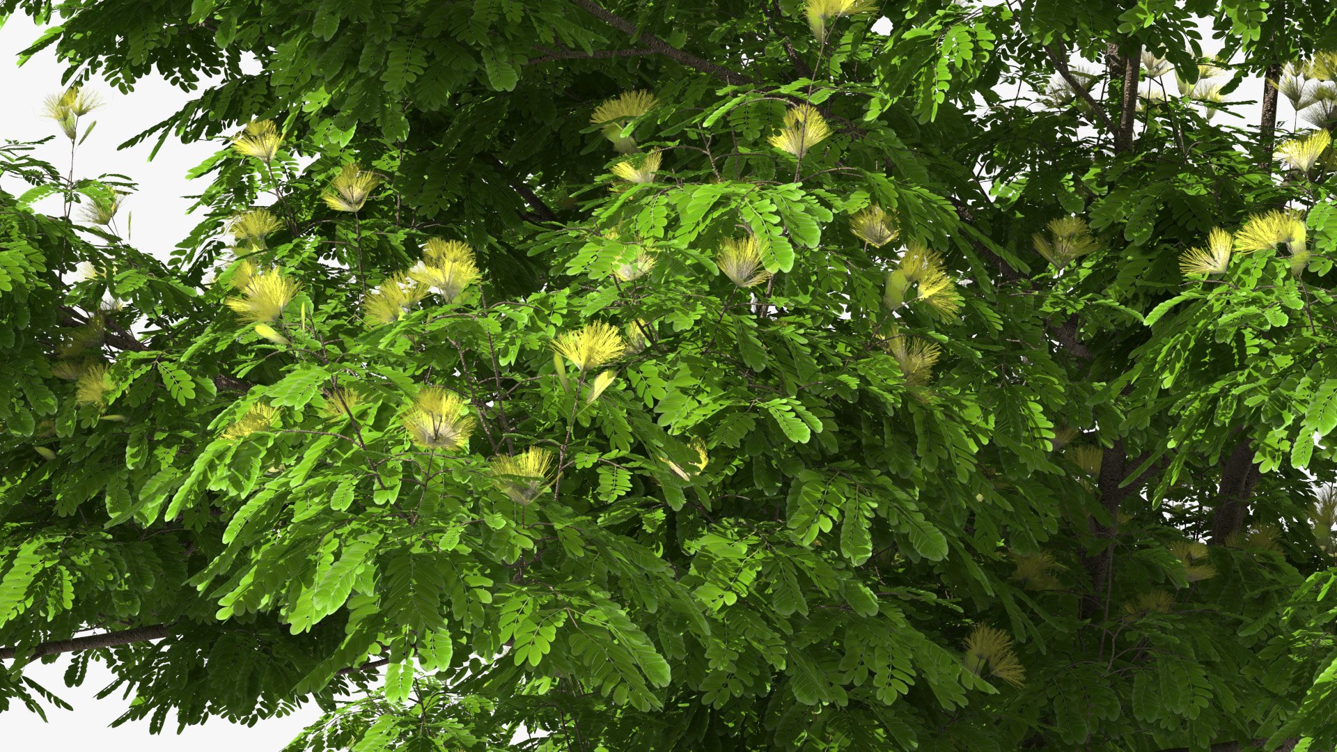 Albizia Lebbeck Blooming 3D model https://p.turbosquid.com/ts-thumb/zt/WQvkP1/0M/albizialebbeckbloomingc4dmodel011/jpg/1622577828/1920x1080/fit_q87/849fc6e989bf41daac2c2752c86d2685f291c588/albizialebbeckbloomingc4dmodel011.jpg