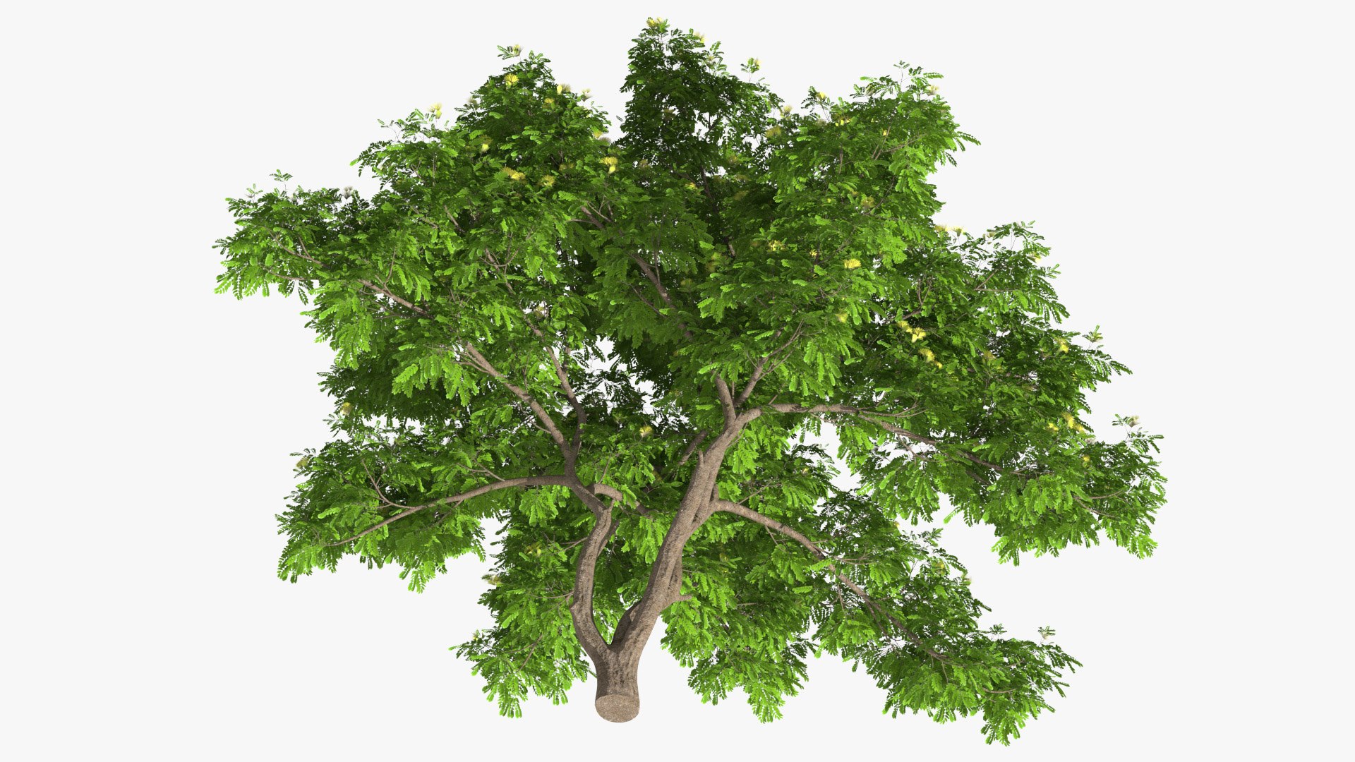 Albizia Lebbeck Blooming 3D model https://p.turbosquid.com/ts-thumb/zt/WQvkP1/2e/albizialebbeckbloomingc4dmodel006/jpg/1622577792/1920x1080/fit_q87/fcf656fa2ef450440665fad9549d76bb626f0905/albizialebbeckbloomingc4dmodel006.jpg
