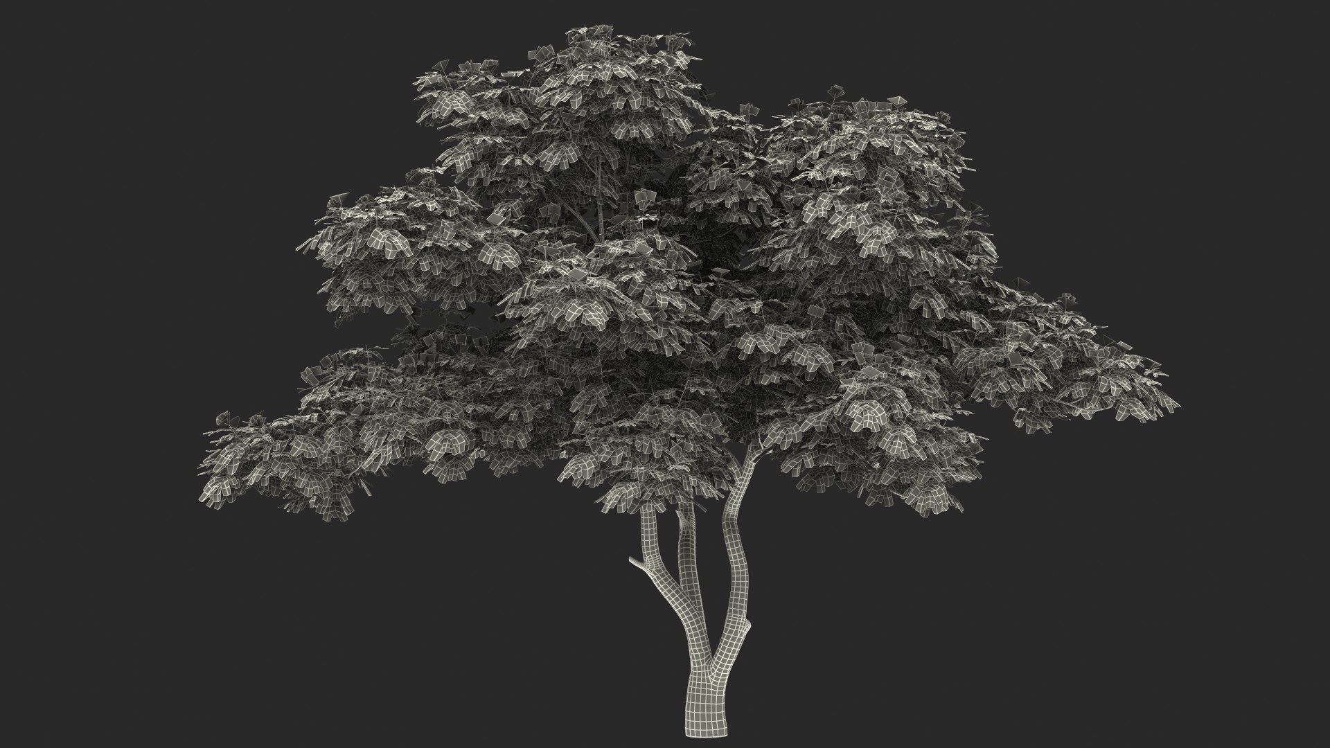 Albizia Lebbeck Blooming 3D model https://p.turbosquid.com/ts-thumb/zt/WQvkP1/4F/albizialebbeckbloomingc4dmodel024/jpg/1622577911/1920x1080/fit_q87/26e47599915c6c07adba8a8a60695f19b0c65378/albizialebbeckbloomingc4dmodel024.jpg