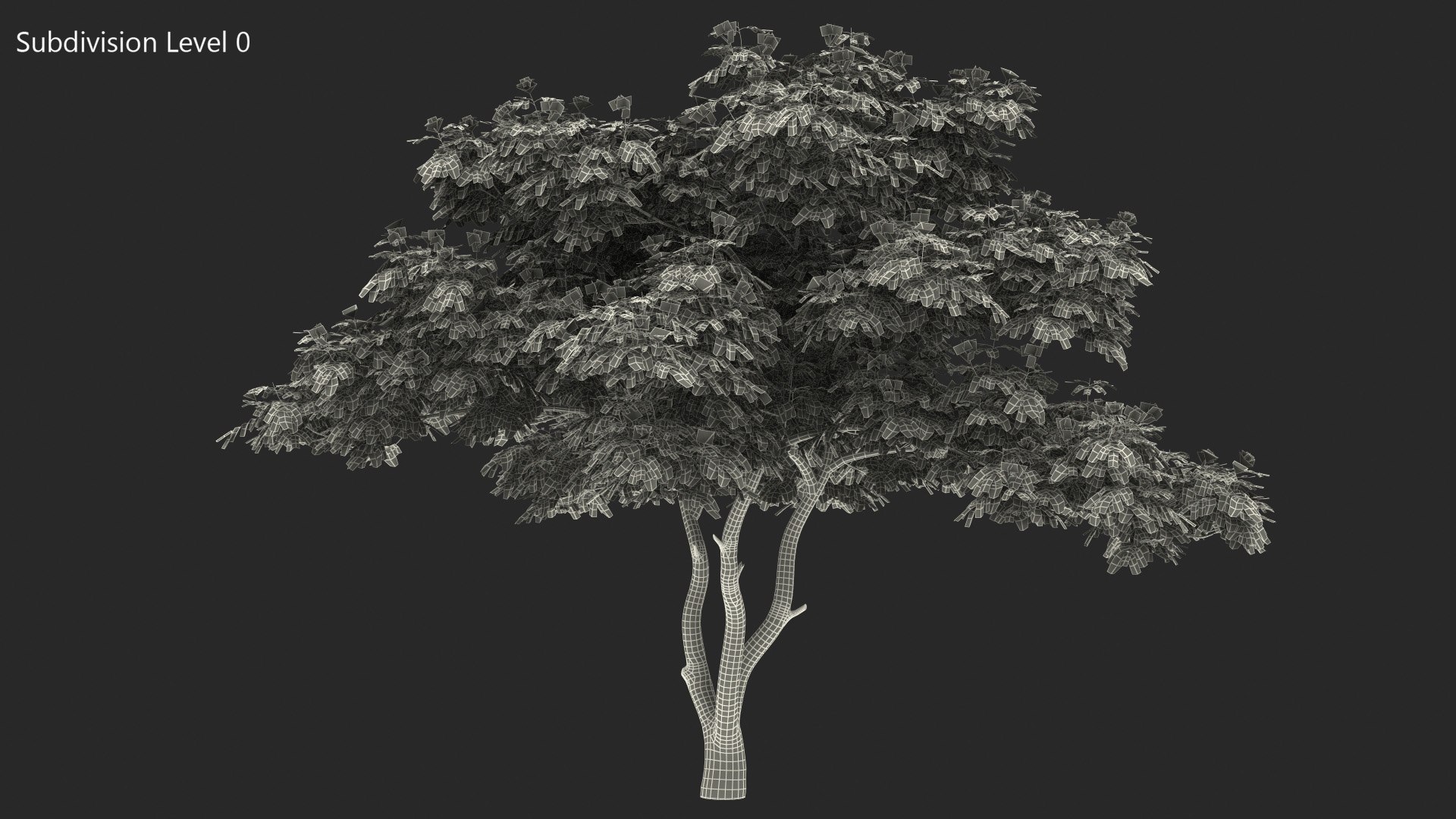 Albizia Lebbeck Blooming 3D model https://p.turbosquid.com/ts-thumb/zt/WQvkP1/5g/albizialebbeckbloomingc4dmodel016/jpg/1622577853/1920x1080/fit_q87/a7425474339e4034c1e162e4ad620a920e2bbf21/albizialebbeckbloomingc4dmodel016.jpg