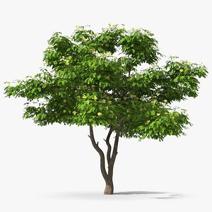 Albizia Lebbeck Blooming