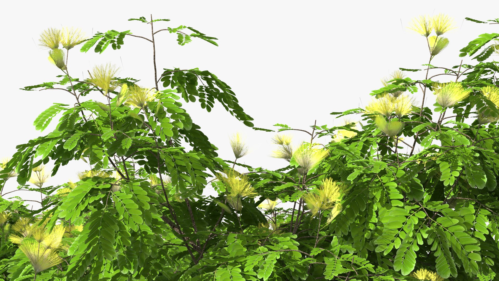 Albizia Lebbeck Blooming 3D model https://p.turbosquid.com/ts-thumb/zt/WQvkP1/Dg/albizialebbeckbloomingc4dmodel009/jpg/1622577817/1920x1080/fit_q87/1569fec6eb61da3c8e02a9785d217fcd836676c9/albizialebbeckbloomingc4dmodel009.jpg