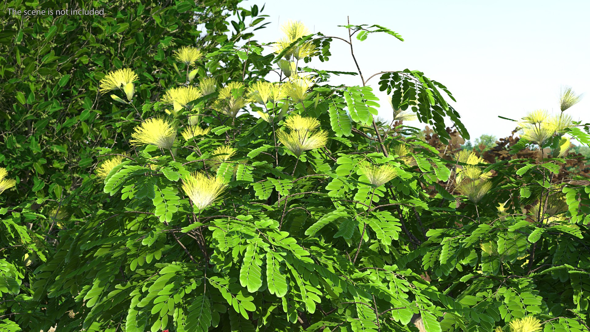 Albizia Lebbeck Blooming 3D model https://p.turbosquid.com/ts-thumb/zt/WQvkP1/E4/albizialebbeckbloomingc4dmodel004/jpg/1622577781/1920x1080/fit_q87/9895e98e392dea89572a5e1b68b2d9f0cd1efa22/albizialebbeckbloomingc4dmodel004.jpg