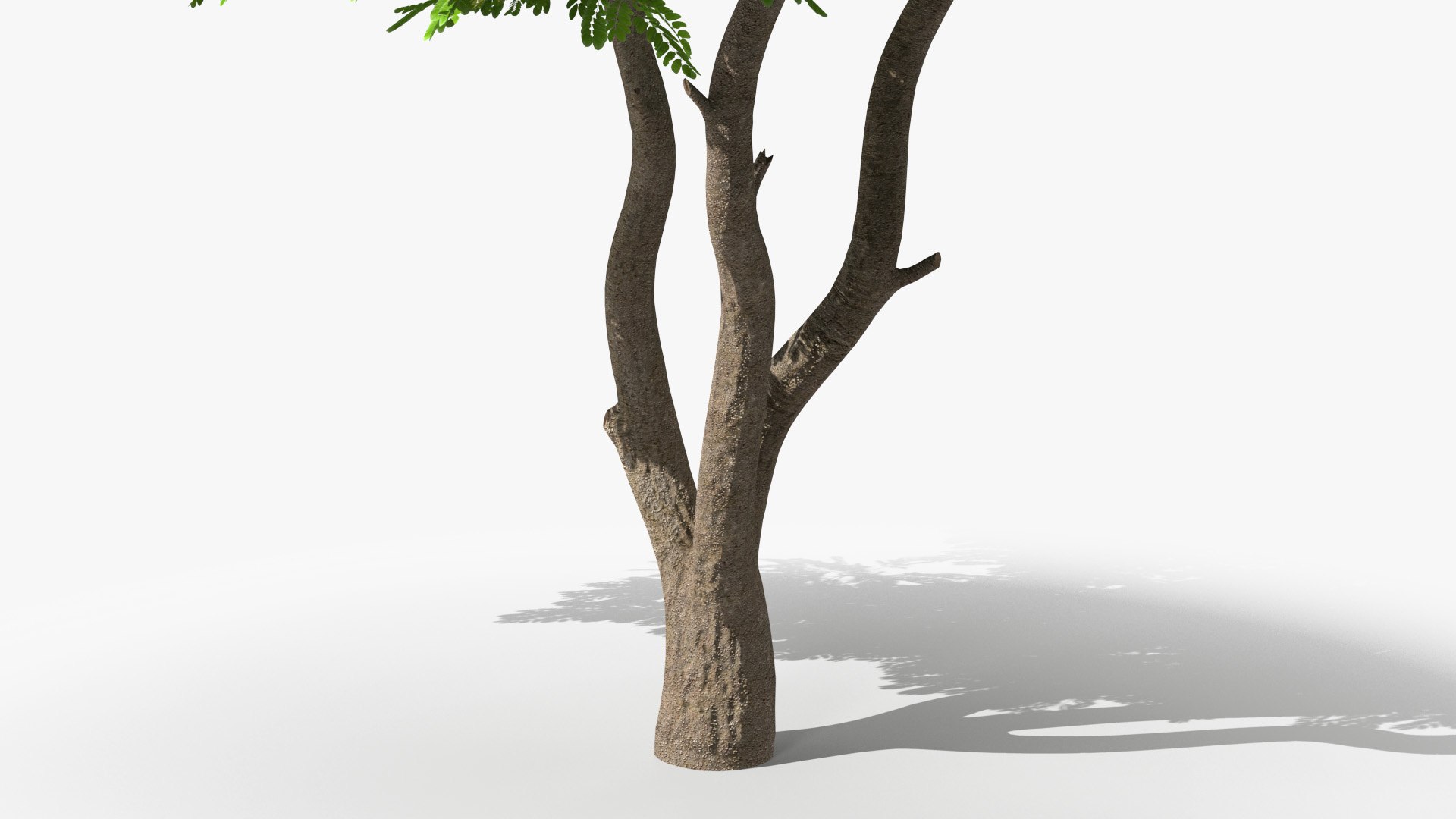 Albizia Lebbeck Blooming 3D model https://p.turbosquid.com/ts-thumb/zt/WQvkP1/GB/albizialebbeckbloomingc4dmodel013/jpg/1622577835/1920x1080/fit_q87/837fe4ce24ee007b6cb207be3ecc33ef191854bd/albizialebbeckbloomingc4dmodel013.jpg