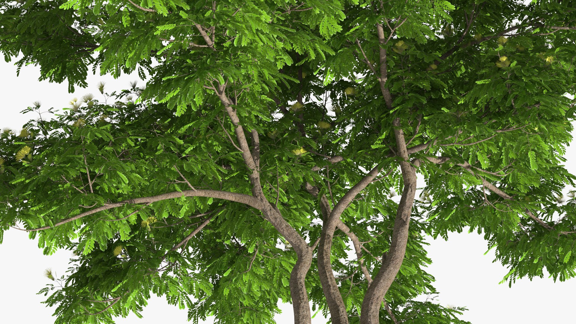 Albizia Lebbeck Blooming 3D model https://p.turbosquid.com/ts-thumb/zt/WQvkP1/Ir/albizialebbeckbloomingc4dmodel007/jpg/1622577802/1920x1080/fit_q87/6bfa5d7c77faa1eb39173b229893ba2d5e9e9e35/albizialebbeckbloomingc4dmodel007.jpg