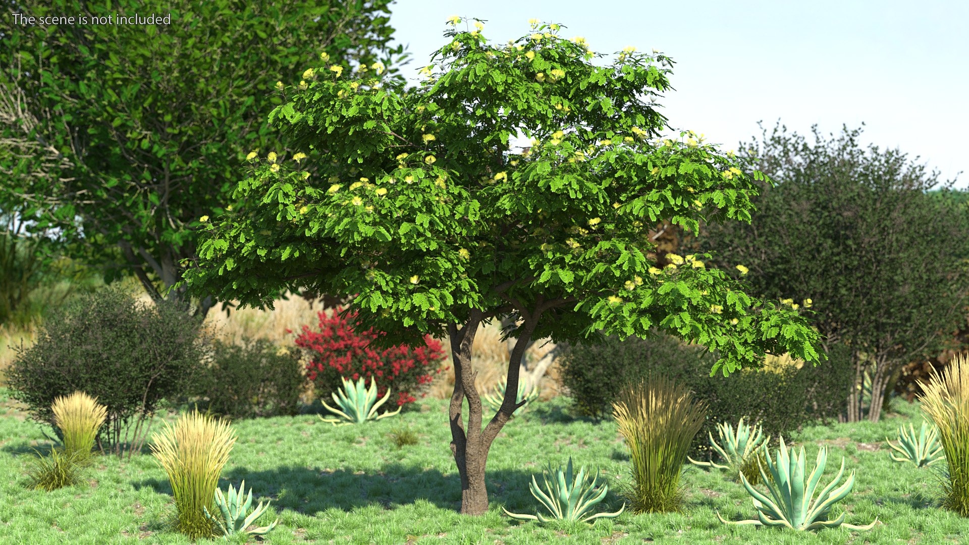 Albizia Lebbeck Blooming 3D model https://p.turbosquid.com/ts-thumb/zt/WQvkP1/Uw/albizialebbeckbloomingc4dmodel002/jpg/1622577769/1920x1080/fit_q87/a25e69470b37002d853024058c1467f17ed6986c/albizialebbeckbloomingc4dmodel002.jpg