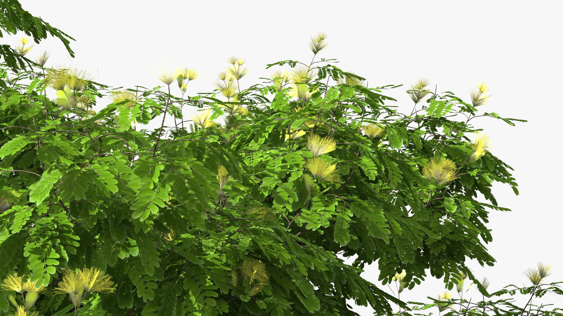 Albizia Lebbeck Blooming 3D model https://p.turbosquid.com/ts-thumb/zt/WQvkP1/d8/albizialebbeckbloomingc4dmodel010/jpg/1622577821/1920x1080/fit_q87/216d40c1f3f00f6c4811b4b7aa8005a75a0f8943/albizialebbeckbloomingc4dmodel010.jpg