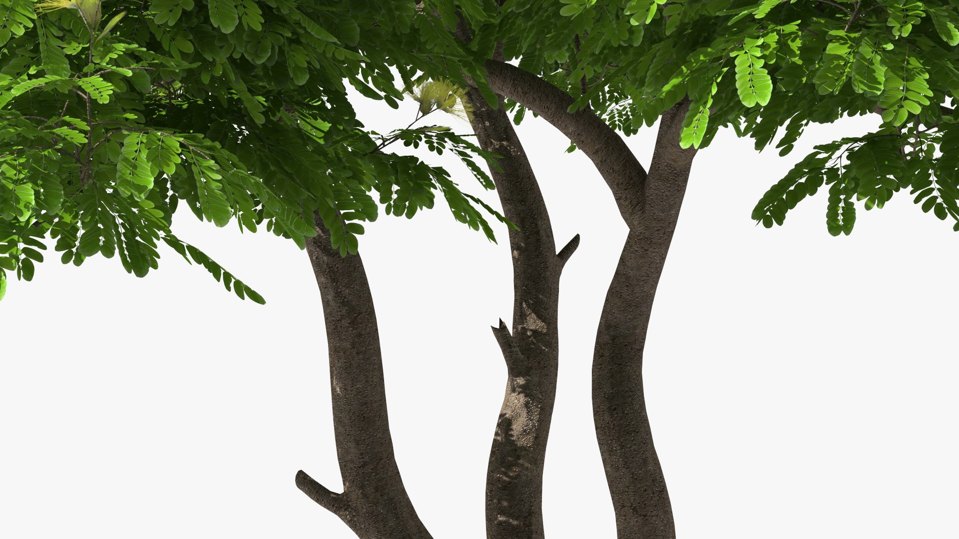 Albizia Lebbeck Blooming 3D model https://p.turbosquid.com/ts-thumb/zt/WQvkP1/gR/albizialebbeckbloomingc4dmodel012/jpg/1622577832/1920x1080/fit_q87/0908ff24209c775fa130caf7f1b3a7139e4fdd7a/albizialebbeckbloomingc4dmodel012.jpg