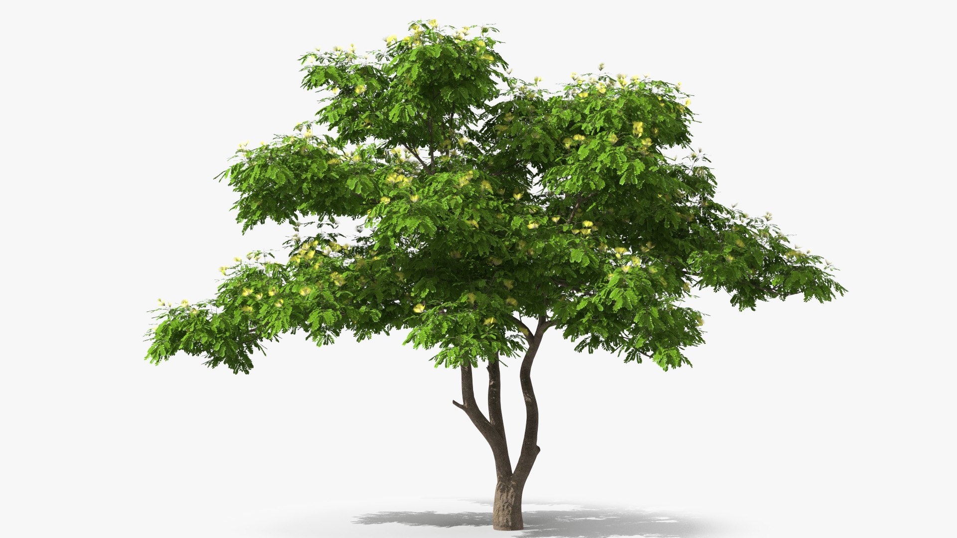 Albizia Lebbeck Blooming 3D model https://p.turbosquid.com/ts-thumb/zt/WQvkP1/oC/albizialebbeckbloomingc4dmodel005/jpg/1622577787/1920x1080/fit_q87/7de10b57bd52568e2a57e84645c121ea067c2861/albizialebbeckbloomingc4dmodel005.jpg