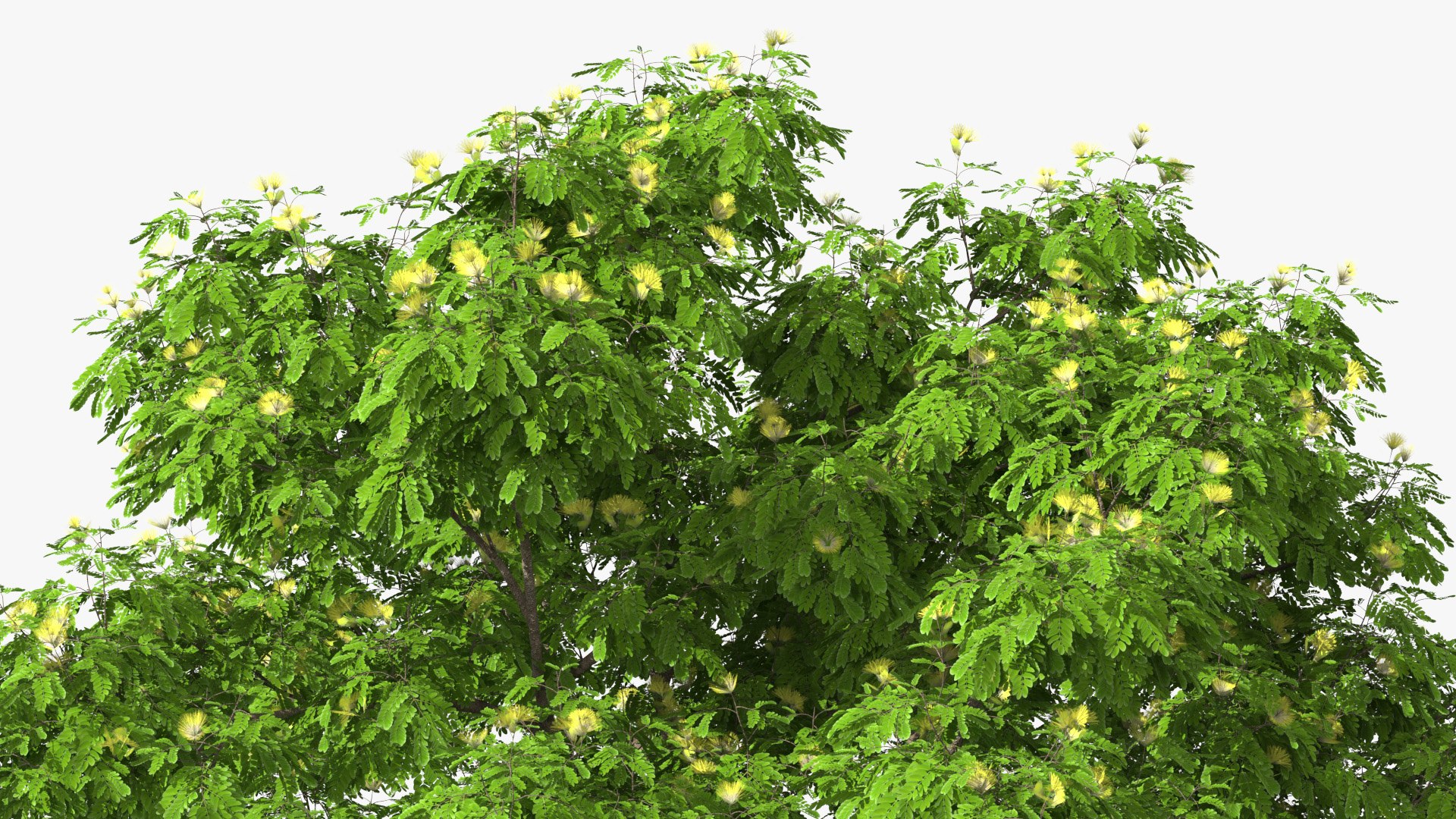 Albizia Lebbeck Blooming 3D model https://p.turbosquid.com/ts-thumb/zt/WQvkP1/tF/albizialebbeckbloomingc4dmodel008/jpg/1622577811/1920x1080/fit_q87/b838c8936343126a026a26903d5d6ead6d4c0bea/albizialebbeckbloomingc4dmodel008.jpg