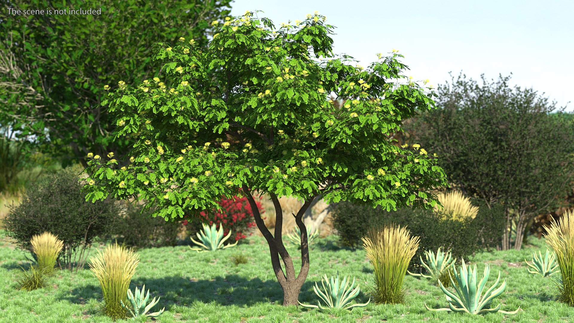 Albizia Lebbeck Blooming 3D model https://p.turbosquid.com/ts-thumb/zt/WQvkP1/uf/albizialebbeckbloomingc4dmodel003/jpg/1622577774/1920x1080/fit_q87/d48e5b6ab55ff1d30792096d9c26a40af988482f/albizialebbeckbloomingc4dmodel003.jpg