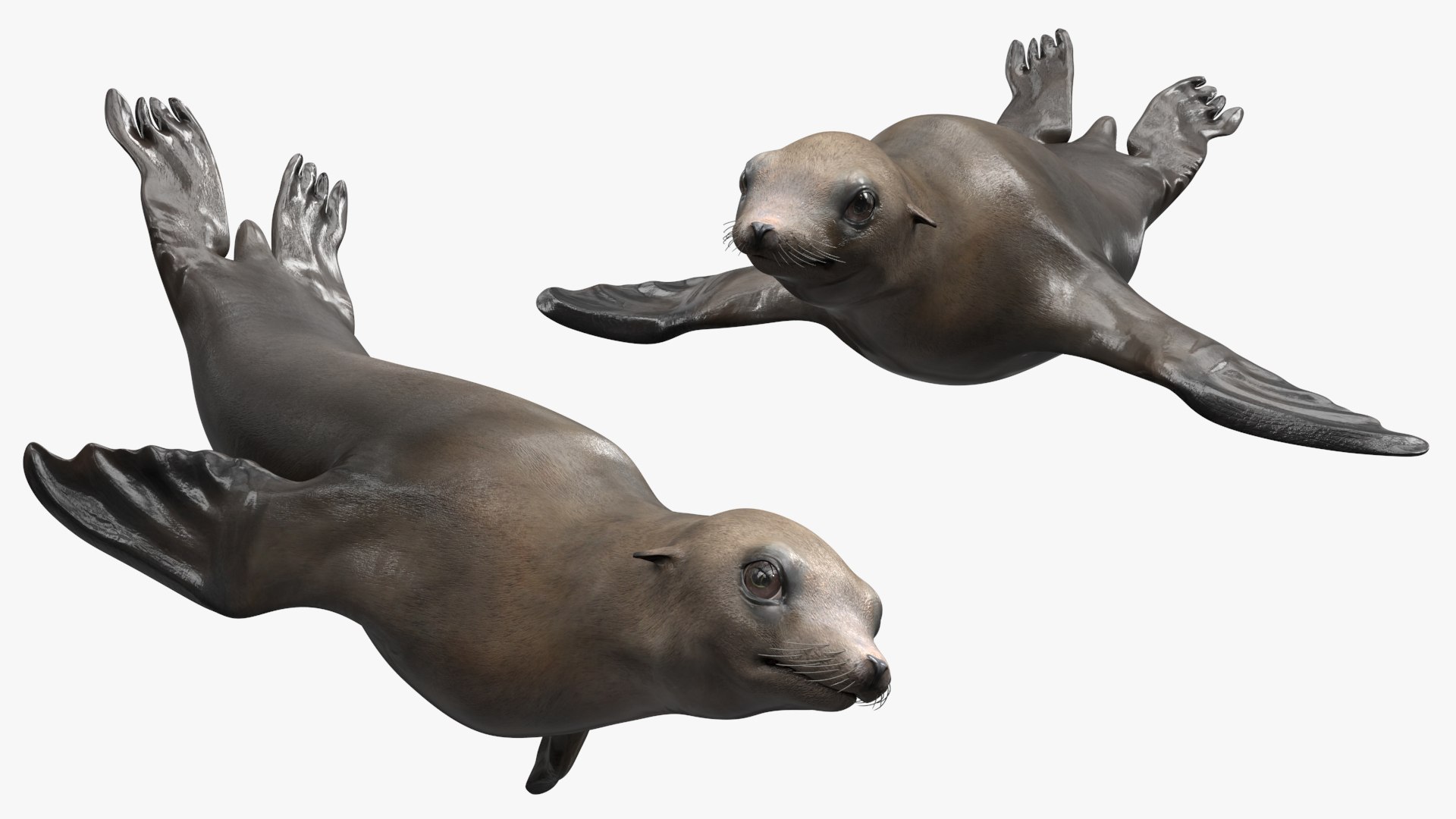 California Sea Lion Swimming Animated Rigged For Maya 3D model preview