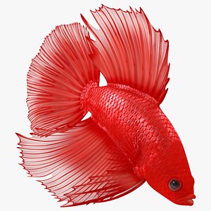 3D Crowntail Betta Fish Diving Red Animated Rigged