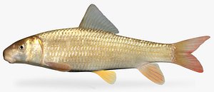 Moxostoma carinatum River Redhorse