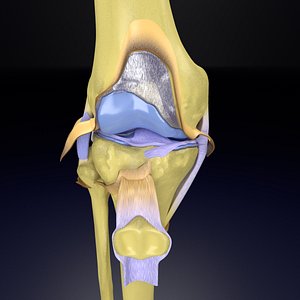 Knee joint cut open detail labelled