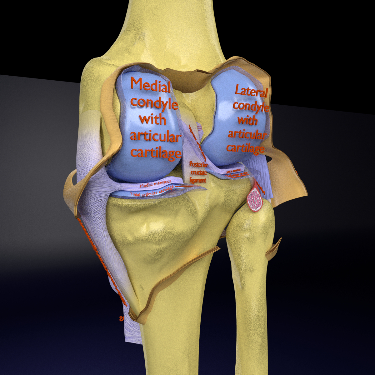 Right knee joint cut open 3D model - TurboSquid 1653242