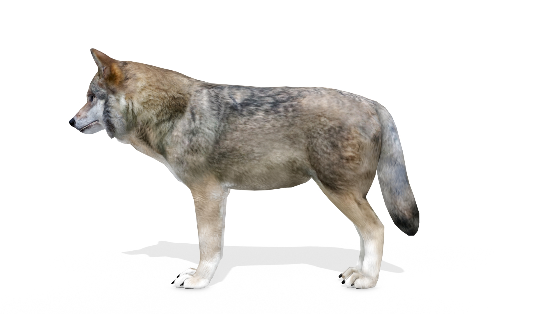 3D model Fur Gray Wolf Rigged V01 in Blender VR / AR / low-poly