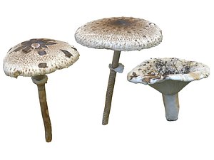 mushroom pack 3 hd 3D model