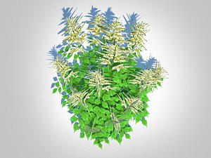 Aruncus-goatsbeard 3D