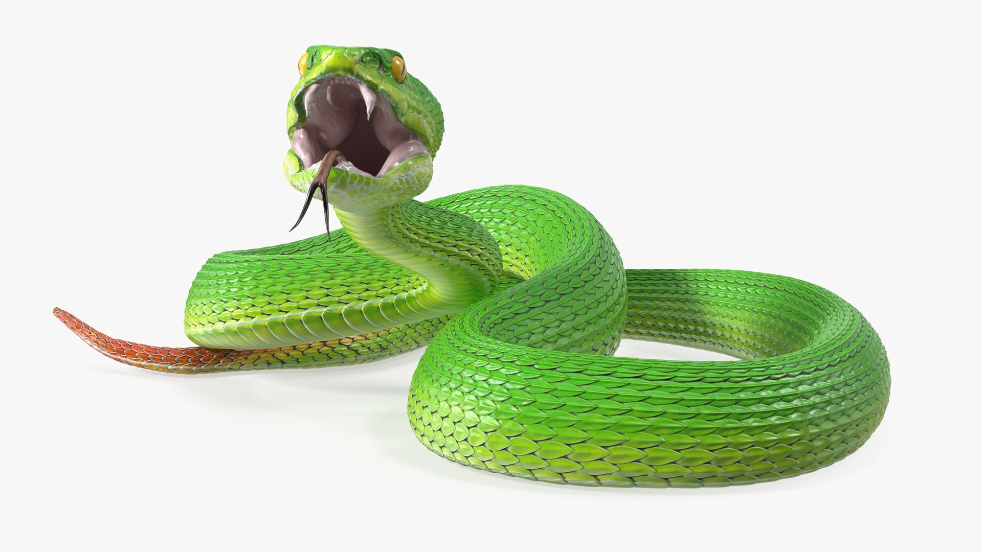 Viper Green Trimeresurus Rigged for Maya 3D model preview