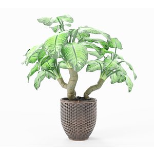 Plant in basket 3D model