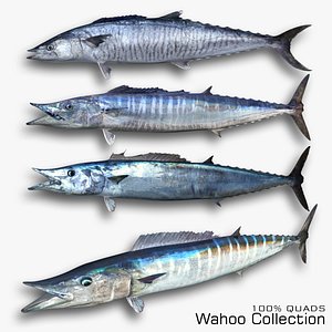Wahoo Collection 3D model