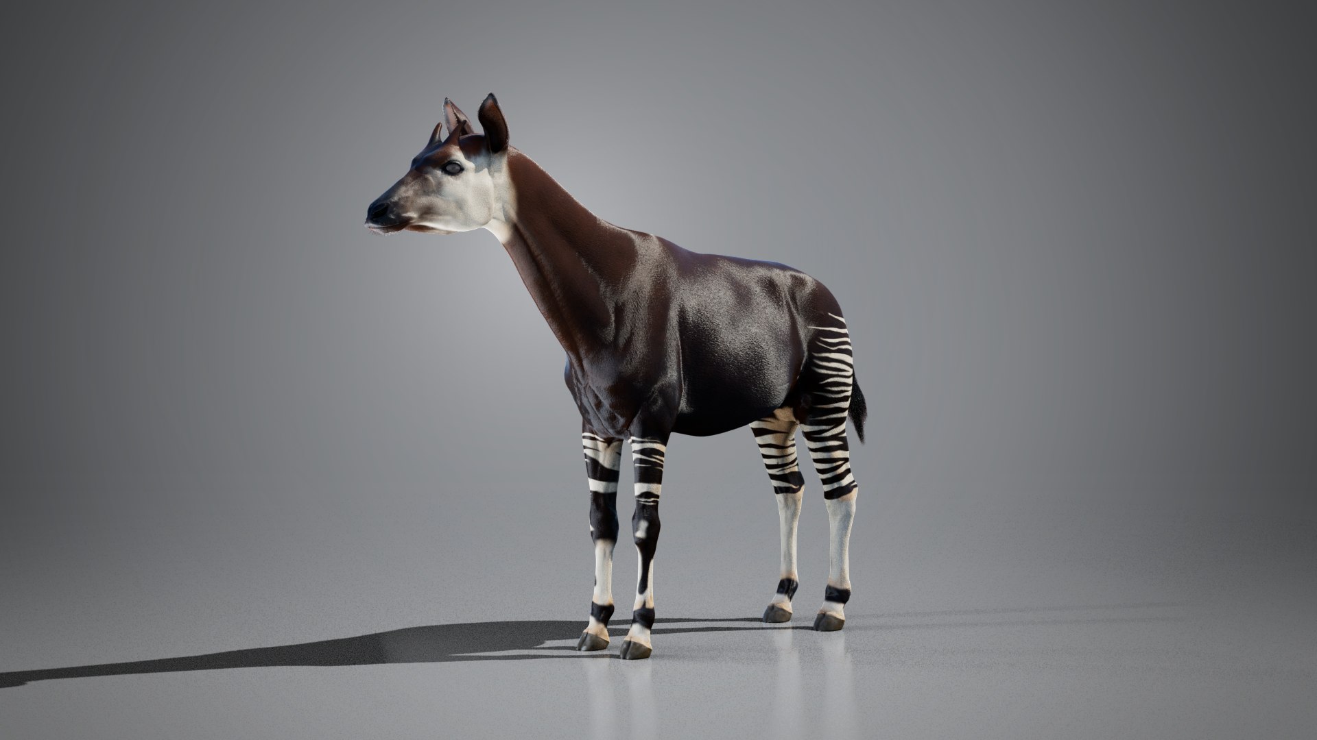 3D Okapi https://p.turbosquid.com/ts-thumb/zu/y7GVXo/0u/08/png/1764956633/1920x1080/fit_q87/8cb2b2947ca41e4f355a037e5399b61970480cf0/08.jpg