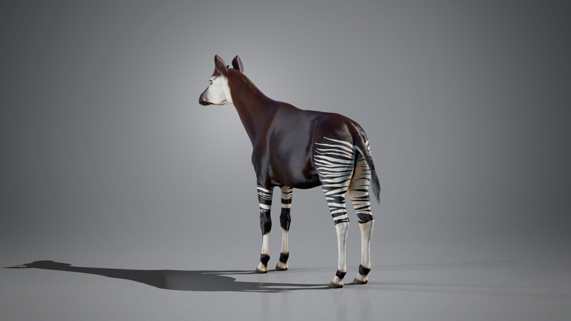 3D Okapi https://p.turbosquid.com/ts-thumb/zu/y7GVXo/5n/10/png/1764956640/1920x1080/fit_q87/2be1e107f4d3eef8072d62d5e8ecaadc1c33f7b3/10.jpg