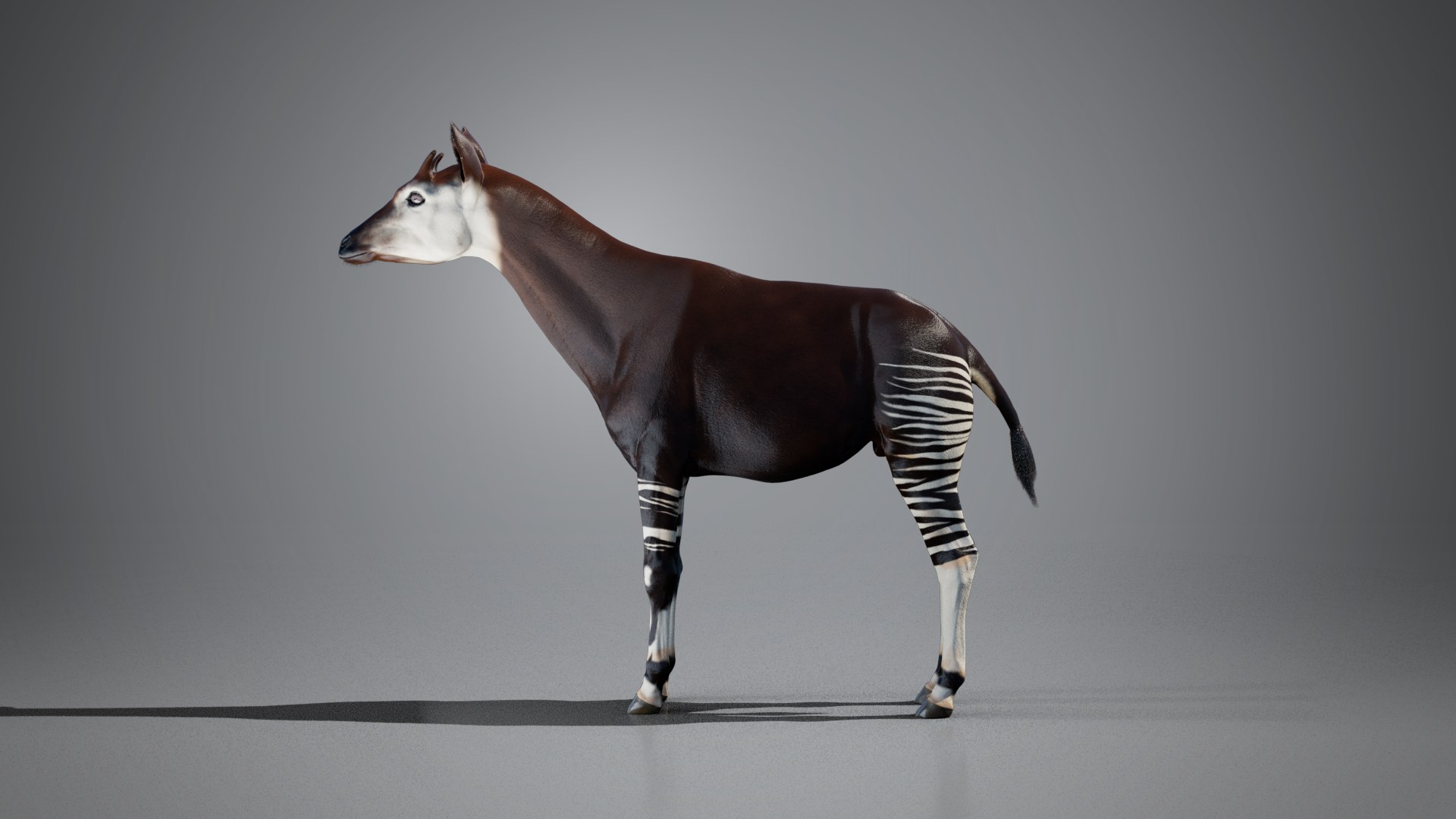 3D Okapi https://p.turbosquid.com/ts-thumb/zu/y7GVXo/6T/09/png/1764956640/1920x1080/fit_q87/18a4ad10335f53ef7304601344ee364ea196cb1c/09.jpg