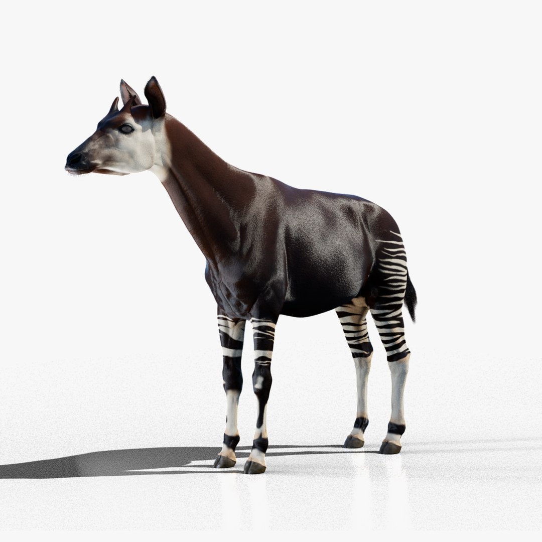 3D Okapi https://p.turbosquid.com/ts-thumb/zu/y7GVXo/EX/01_cover/png/1764953350/1920x1080/fit_q87/54b8fbbcc062c5cc7565e3547adcc457ae4df2c2/01_cover.jpg