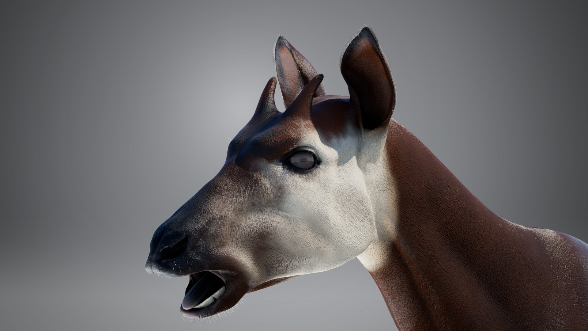 3D Okapi https://p.turbosquid.com/ts-thumb/zu/y7GVXo/W0/12/png/1764957536/1920x1080/fit_q87/df575efe750f1587e8ea6568a65ab4eef8a46ca4/12.jpg