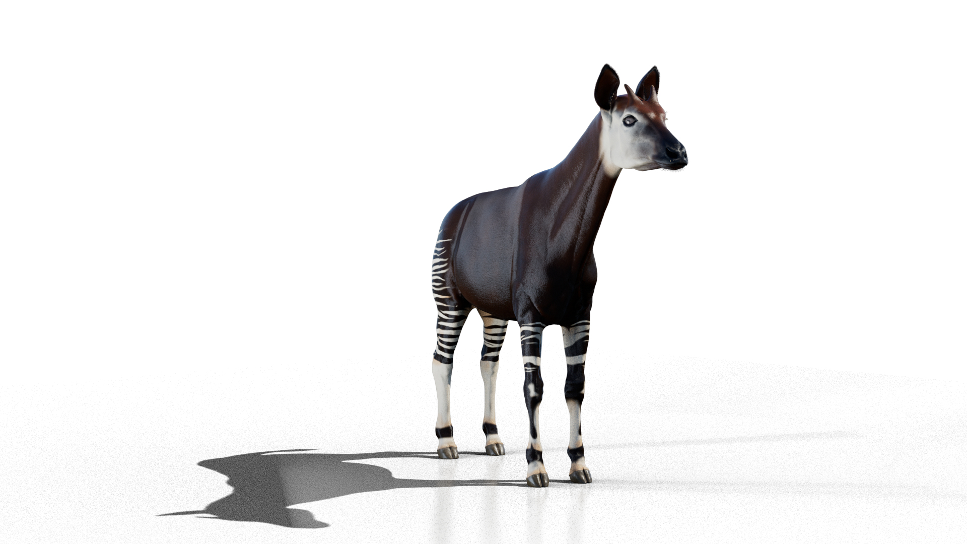 3D Okapi https://p.turbosquid.com/ts-thumb/zu/y7GVXo/bD/okapi/png/1764952640/1920x1080/turn_fit_q99/0897481bb64f1c41f8b9898262a886acf2824bf0/okapi-1.jpg