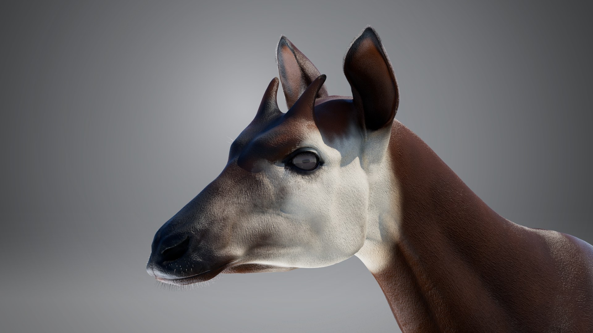 3D Okapi https://p.turbosquid.com/ts-thumb/zu/y7GVXo/jf/07/png/1764955775/1920x1080/fit_q87/d142a9466784375bb84c2b13a20c50299d0abf41/07.jpg