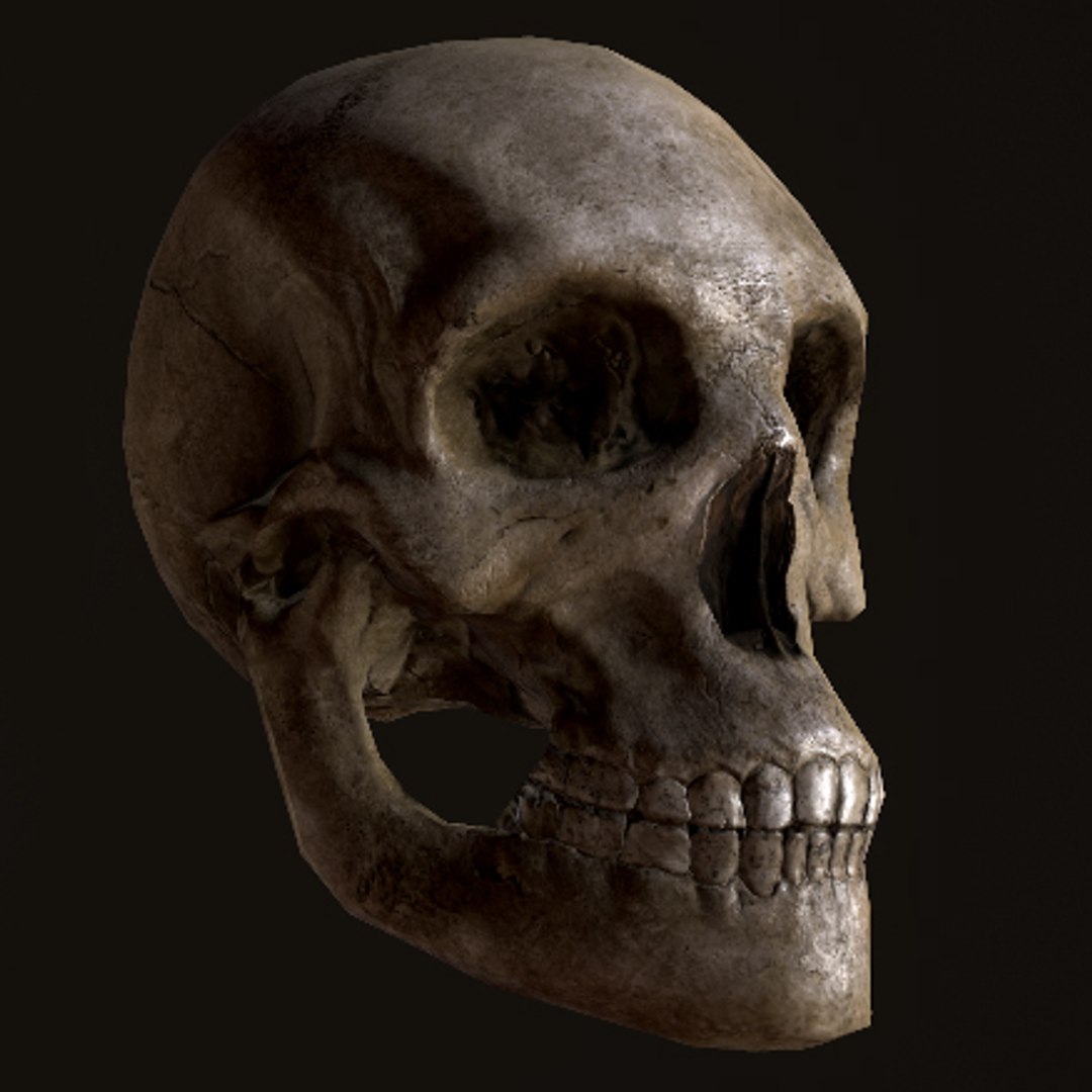 3d model far skull https://p.turbosquid.com/ts-thumb/zv/4mUspd/GTKYZ5zi/main_shot/jpg/1424256220/1920x1080/fit_q87/263b8e4e6ab75cdc68e22be3db05d494c56cb759/main_shot.jpg