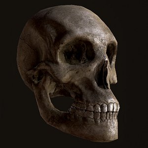 3d model far skull
