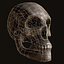 3d model far skull