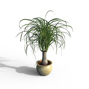 Pony tail palm