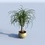 Pony tail palm