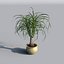 Pony tail palm