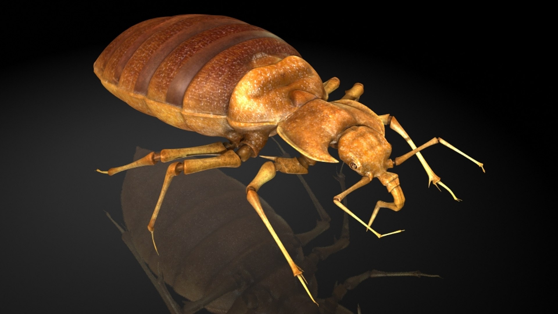 Insect 3D Model - TurboSquid 1214943