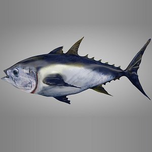 3D tuna fish l138 animate model