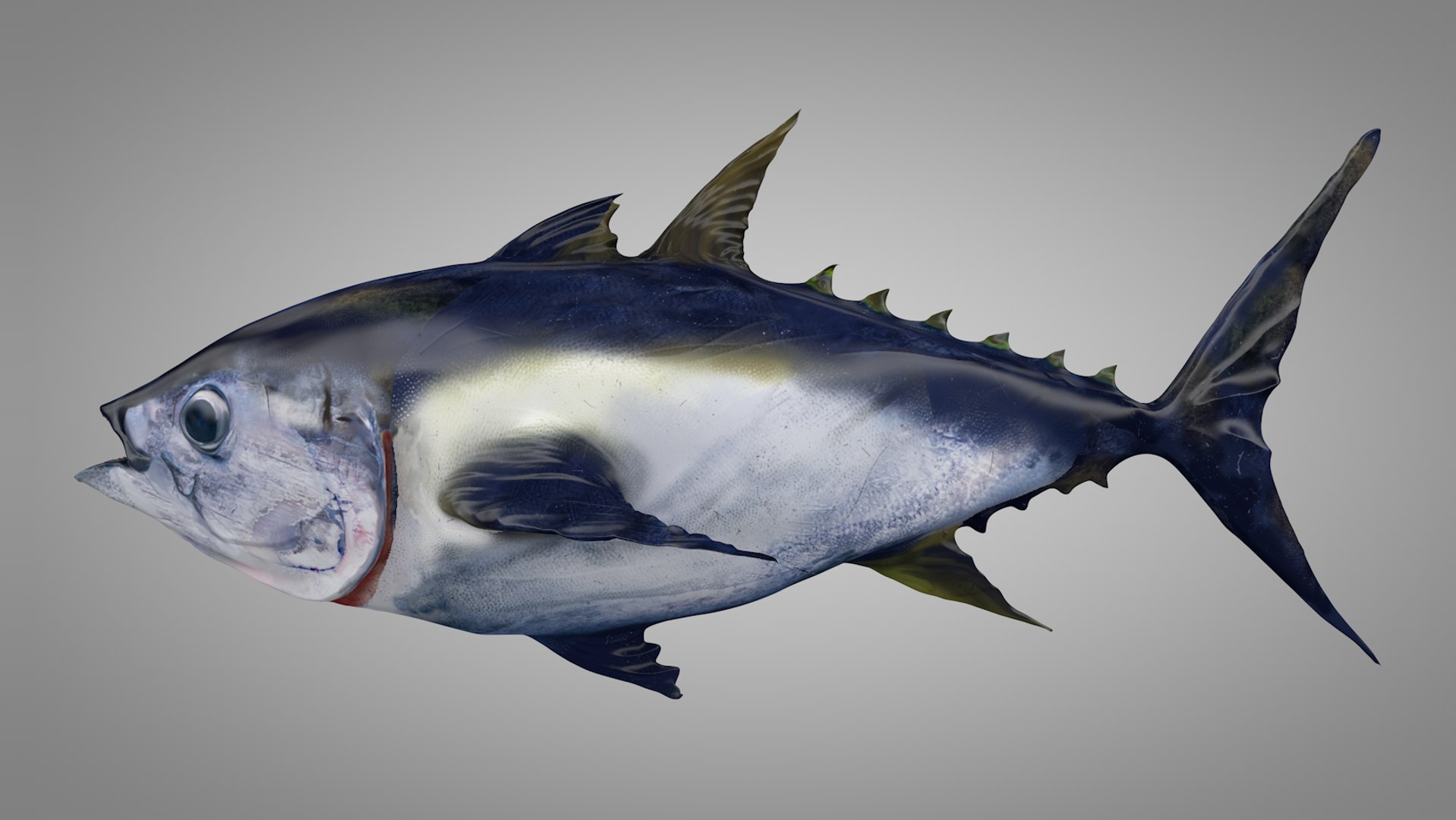 3D tuna fish l138 animate model https://p.turbosquid.com/ts-thumb/zv/EAyOhe/DEPb56wu/2nd/png/1559267179/1920x1080/fit_q87/2e64f201c4aa463308c4023b923d13a05f3379c1/2nd.jpg
